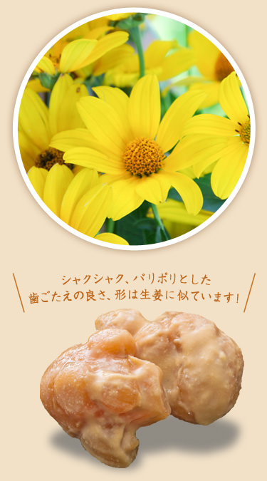 菊芋の花、根
